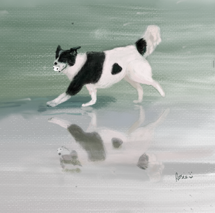 watercolour drawing of black and white collie running